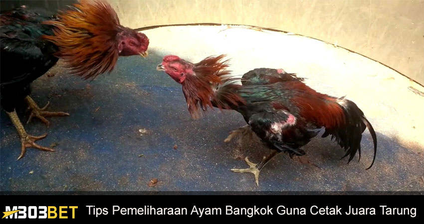 Pemeliharaan Ayam Bangkok