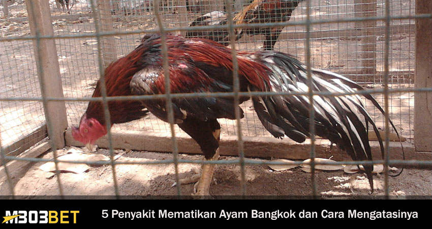 Penyakit Mematikan Ayam Bangkok