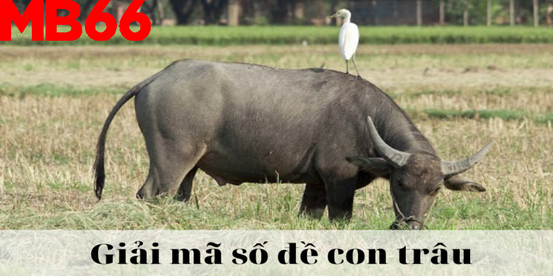Con số may mắn liên quan đến giấc mơ về trâu có thể là 03