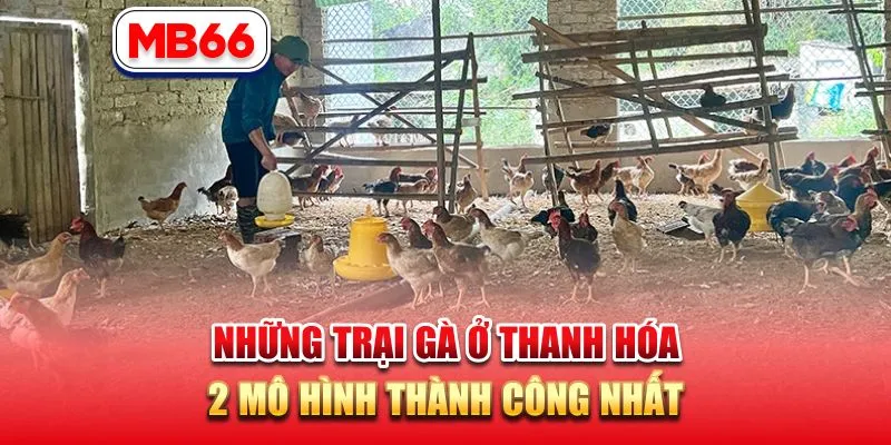 Những Trại Gà Ở Thanh Hóa – 2 Mô Hình Thành Công Nhất